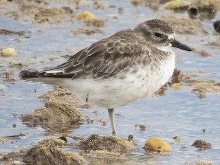  - Red-breasted Dotterel (Southern)