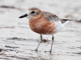  - Red-breasted Dotterel