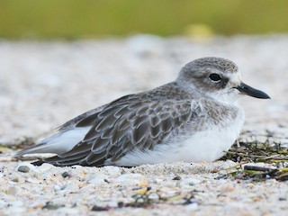  - Red-breasted Dotterel