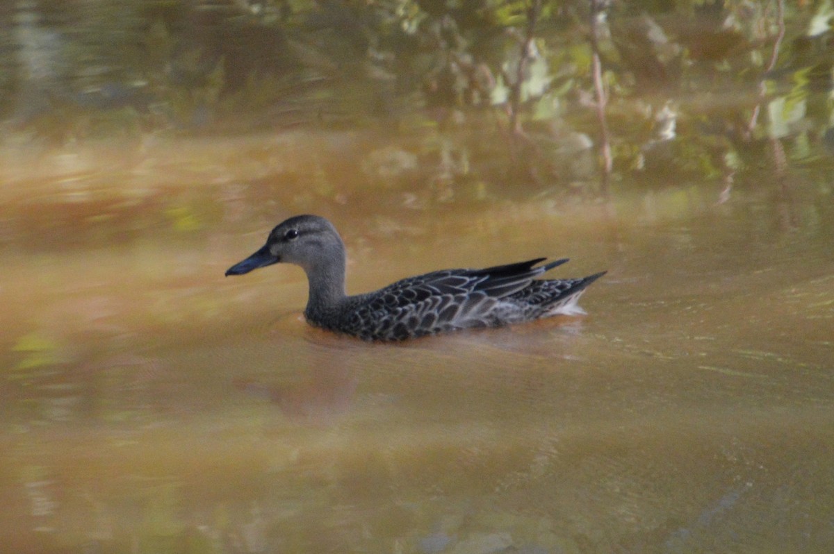 Blue-winged Teal - ML110262231