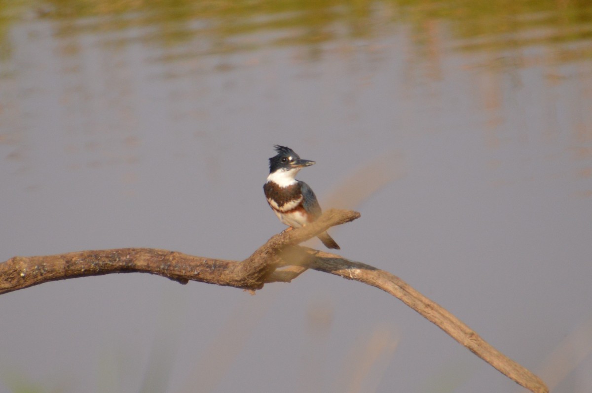 Belted Kingfisher - ML110262771