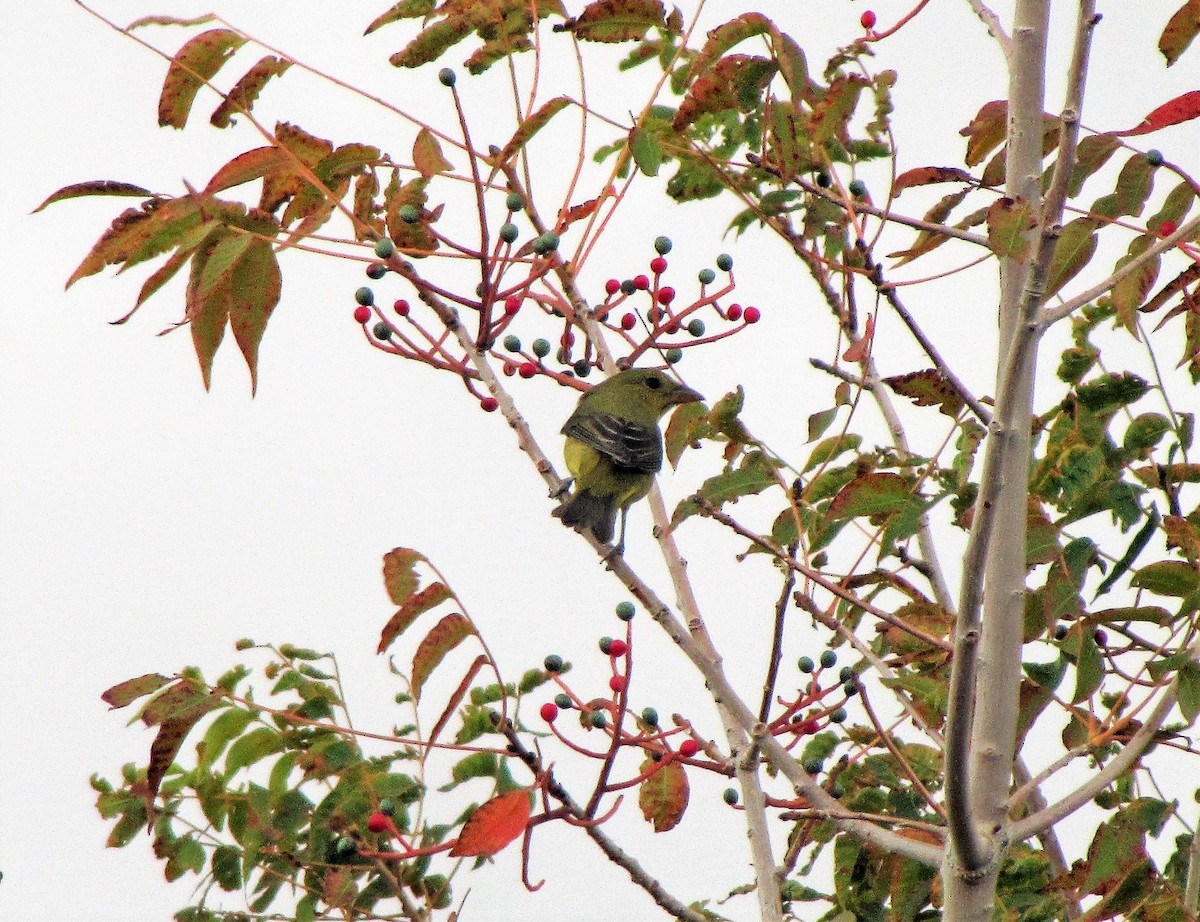 Scarlet Tanager - ML110262781