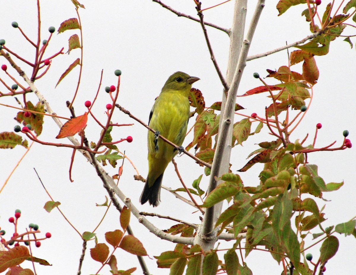 Scarlet Tanager - ML110262811