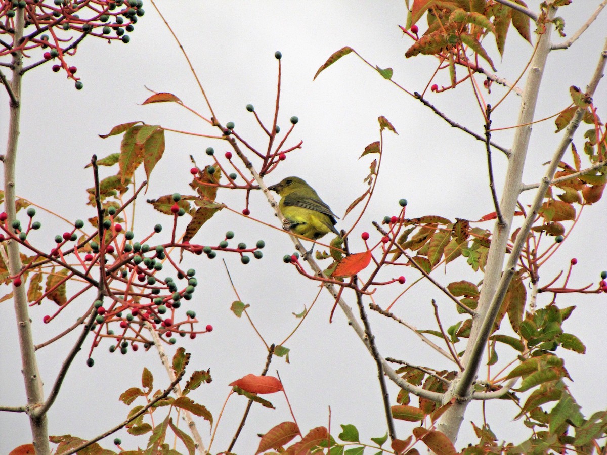 Scarlet Tanager - ML110262821