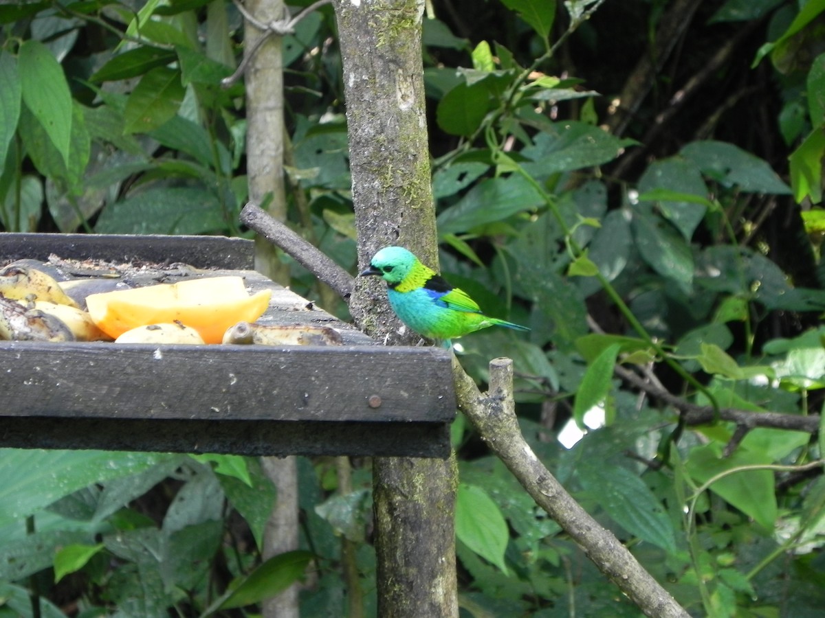 Green-headed Tanager - ML110263361