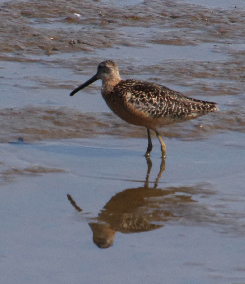 Long-billed Dowitcher - ML110265941