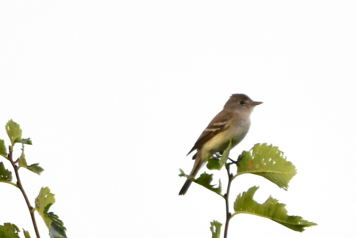 Willow Flycatcher - George Ross
