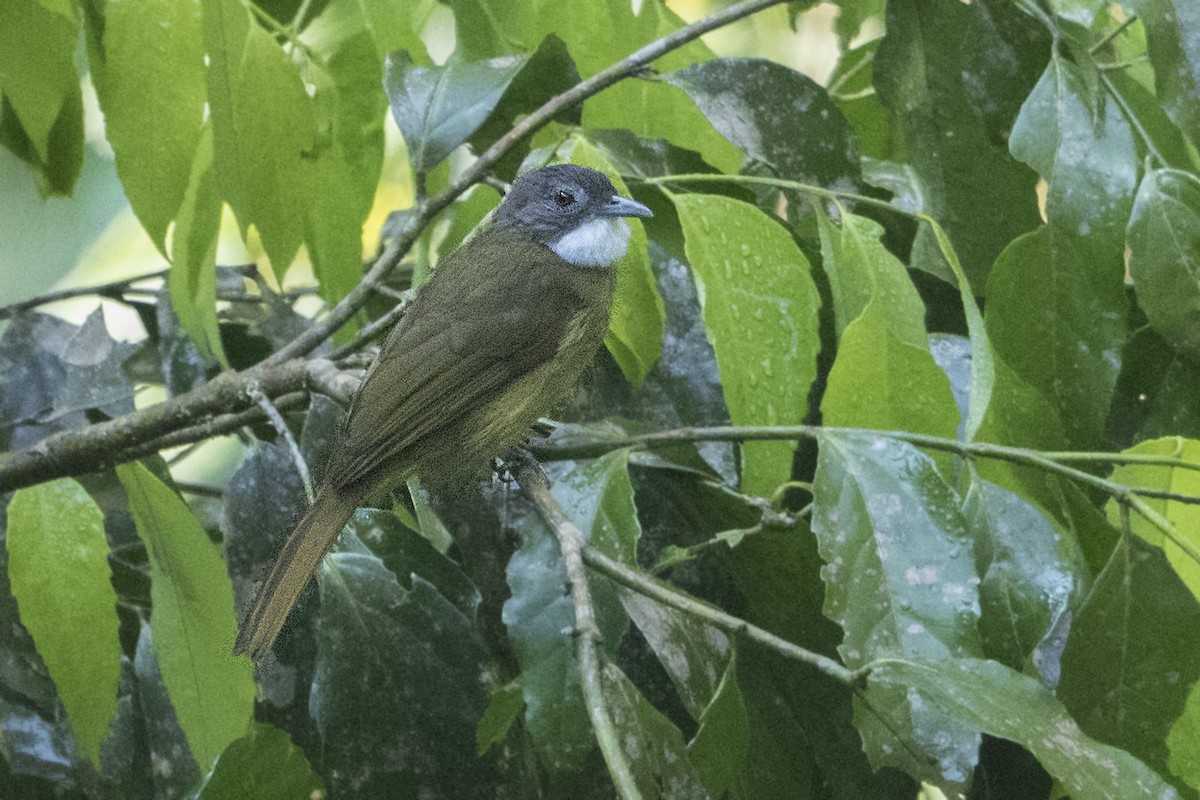 Red-tailed Greenbul - ML110272191