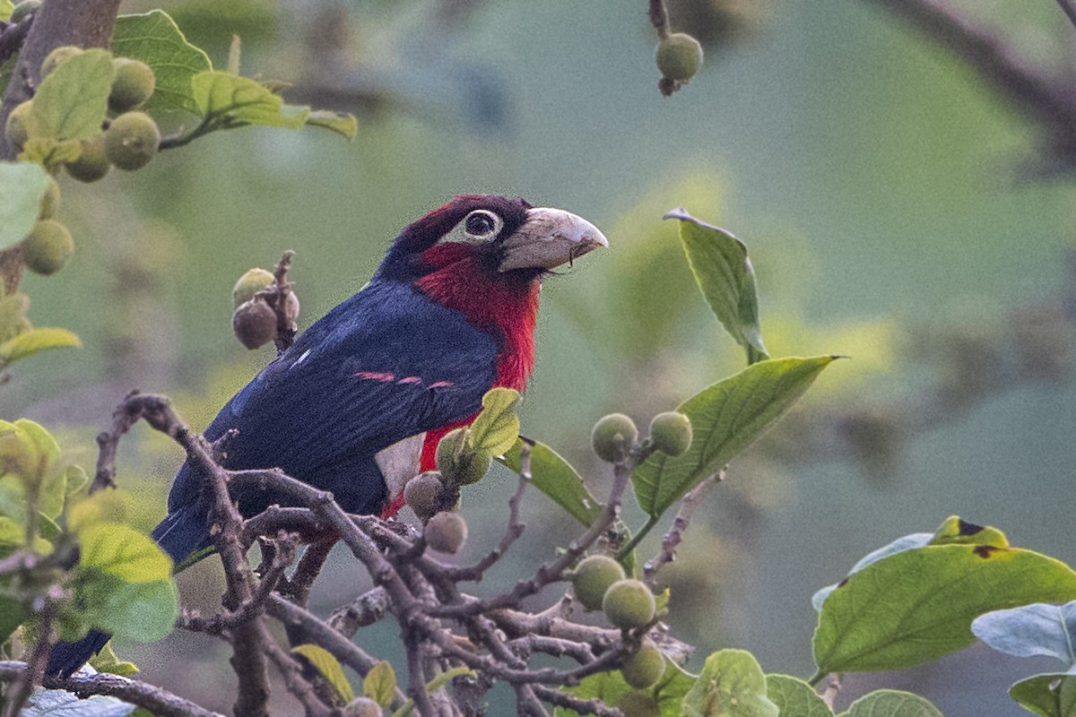 Double-toothed Barbet - Bradley Hacker 🦜