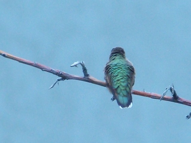 Rufous Hummingbird - T Nwk