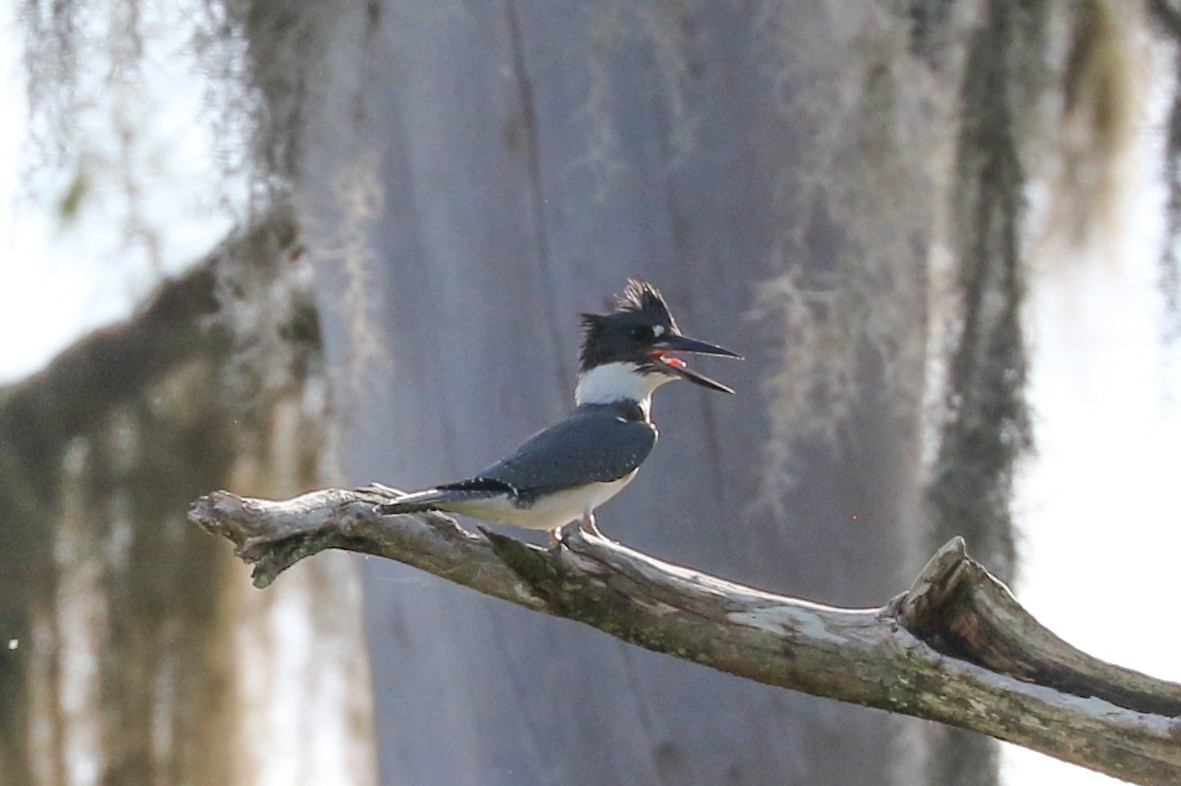 Belted Kingfisher - Trina Anderson