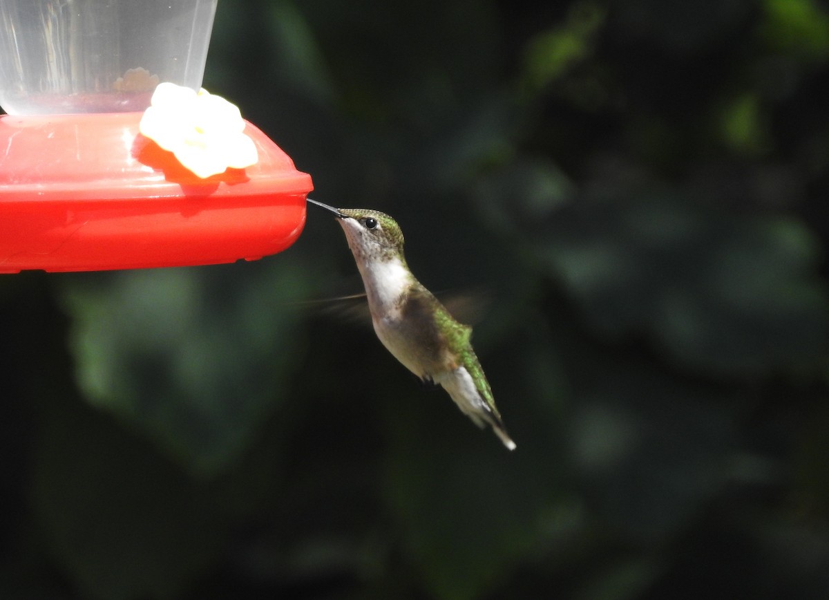 Ruby-throated Hummingbird - Mike Thelen