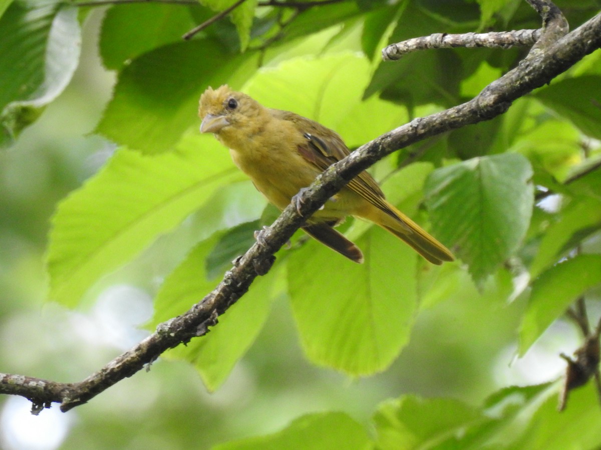 Summer Tanager - Mike Thelen
