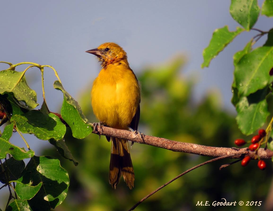 ムクドリモドキ属 Ebird