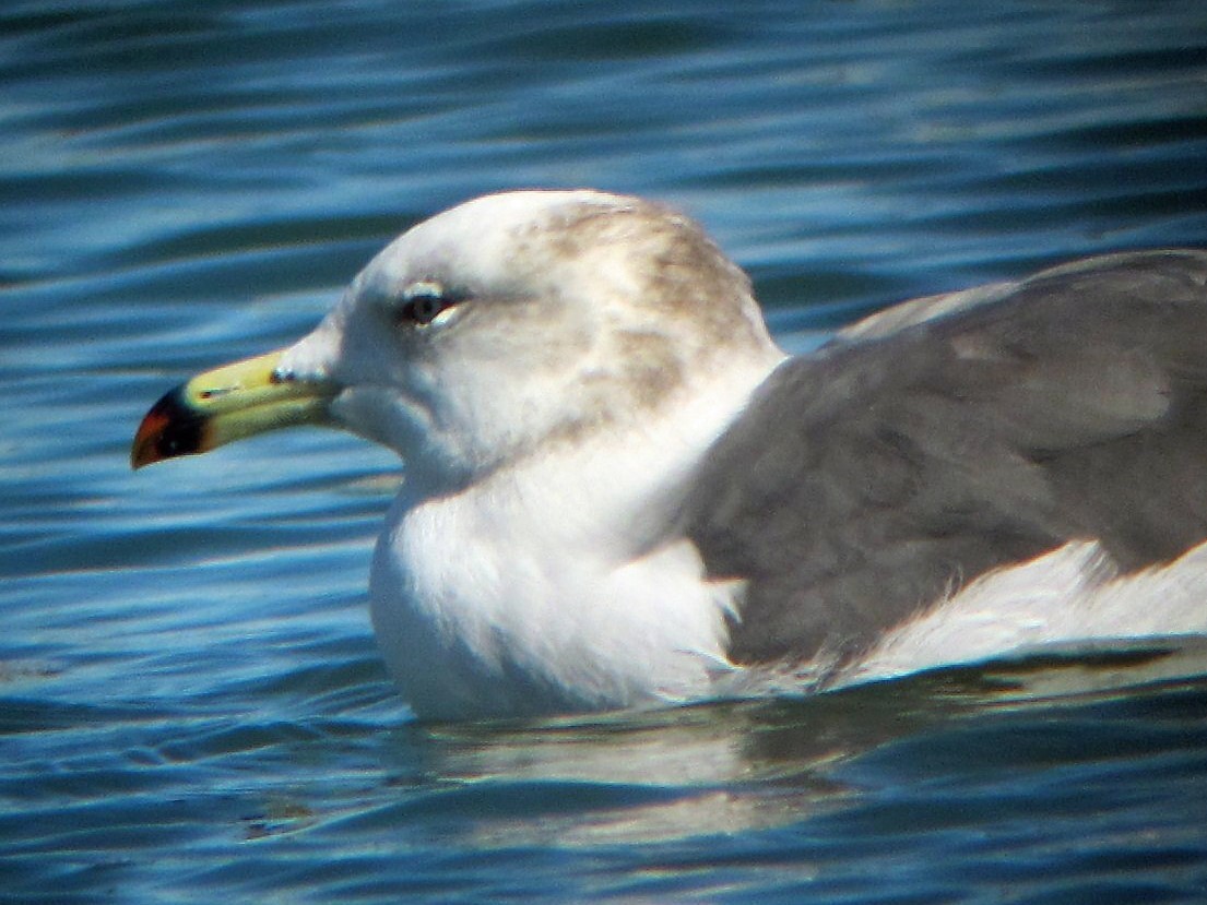 Black-tailed Gull - ML110279561