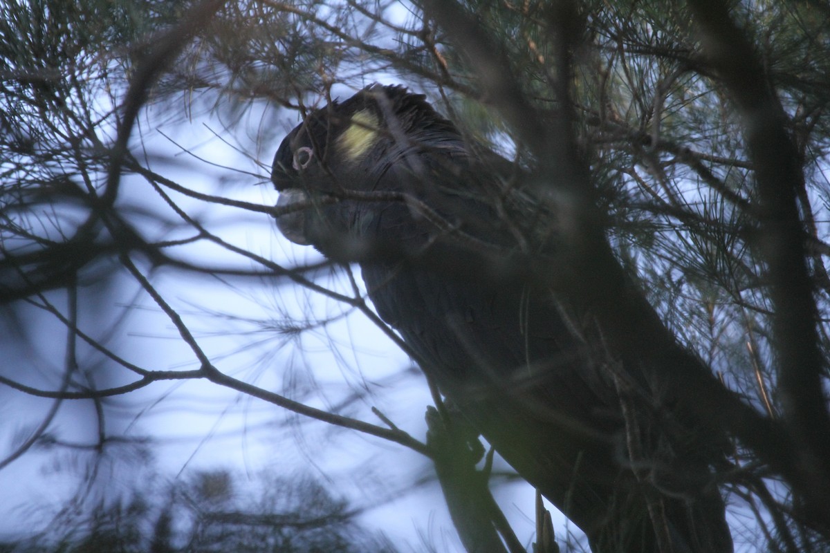 Yellow-tailed Black-Cockatoo - Ryan Terrill