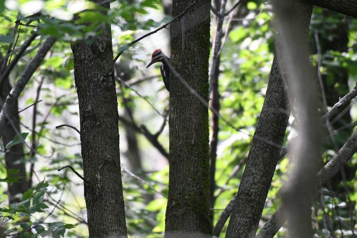Pileated Woodpecker - Guy Lafond
