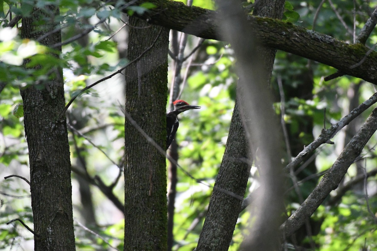 Pileated Woodpecker - Guy Lafond