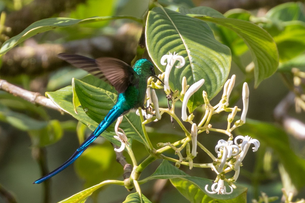 Long-tailed Sylph - ML110286281