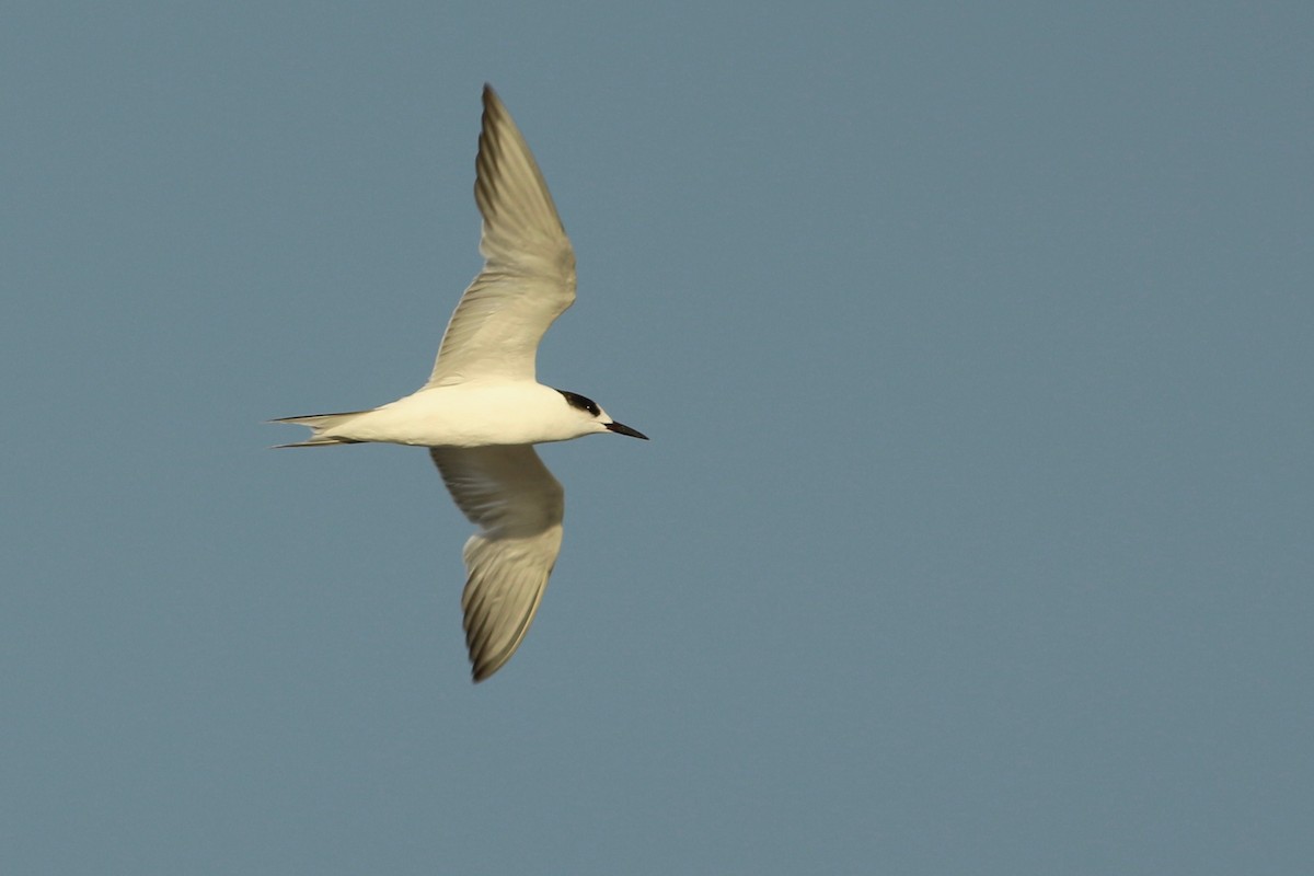 Common Tern - Oscar Johnson