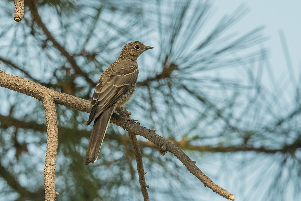Townsend's Solitaire - ML110289401