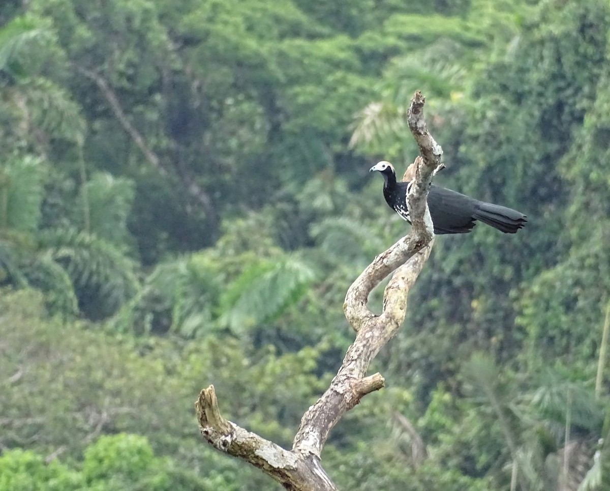 Blue-throated Piping-Guan - ML110289771
