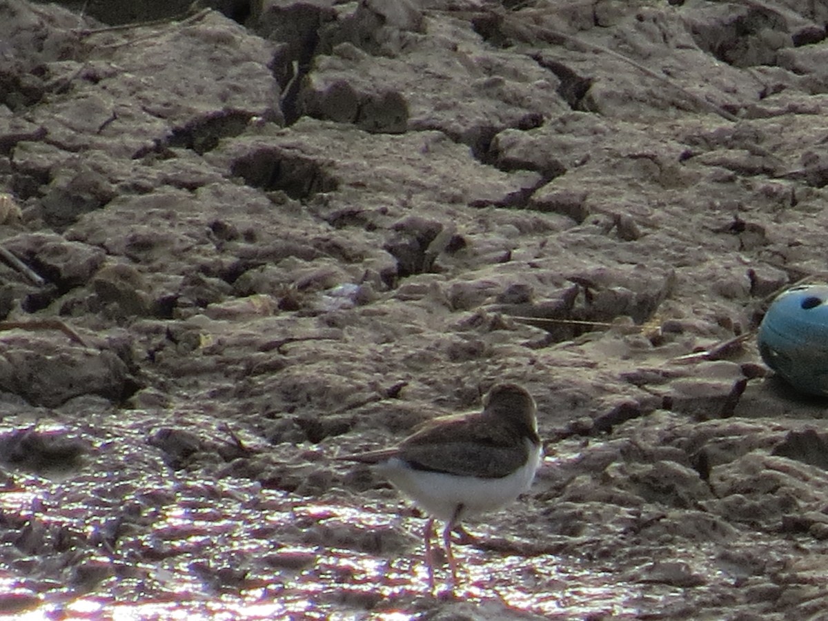 Collared Plover - ML110289801