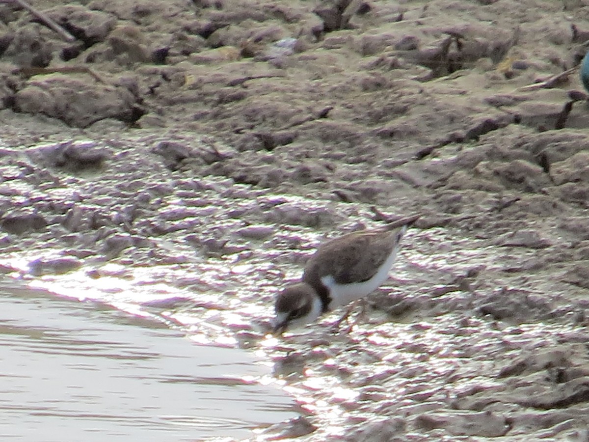 Collared Plover - ML110289811