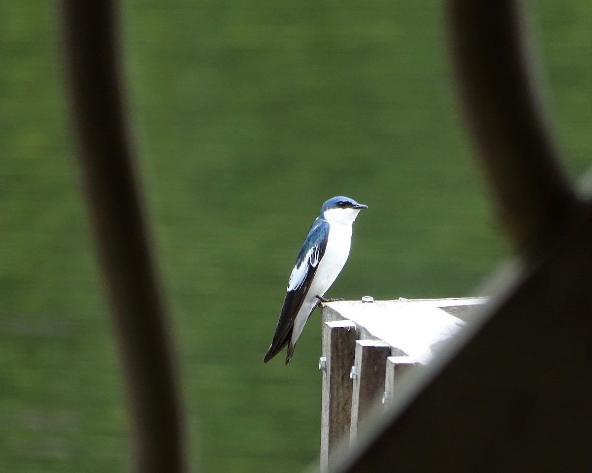 White-winged Swallow - ML110290391