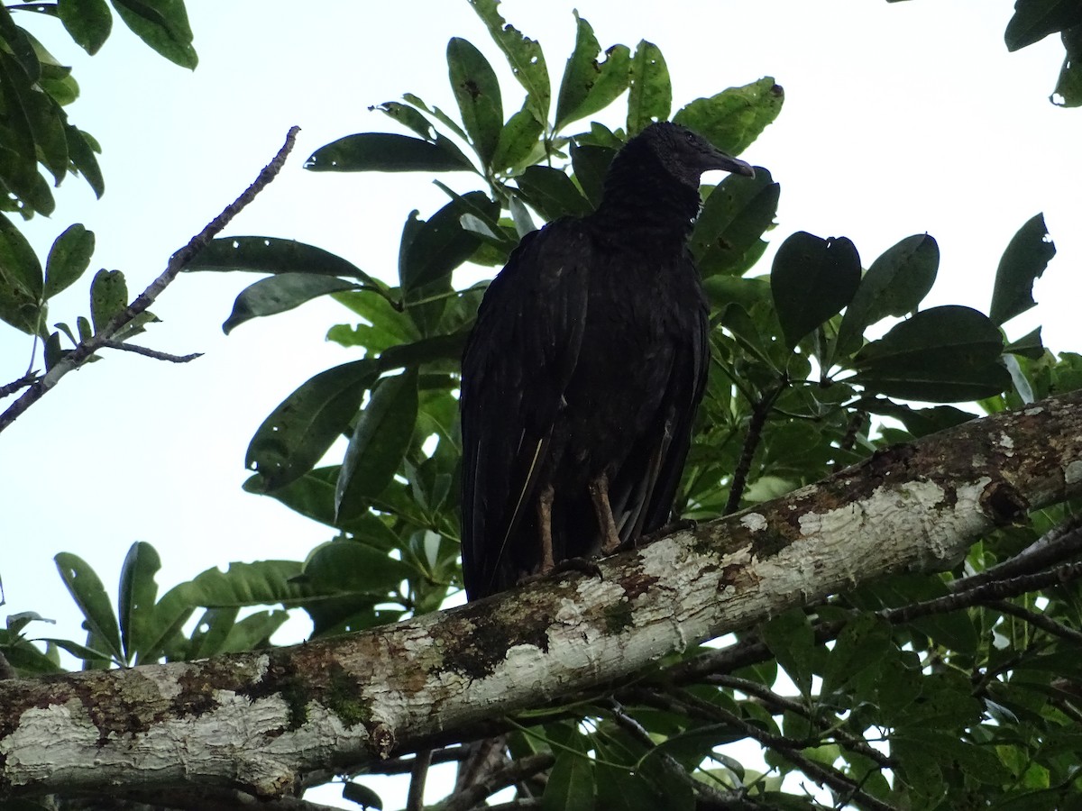 Black Vulture - ML110290741