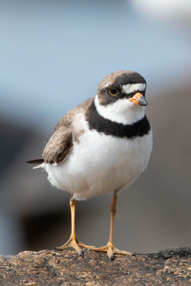 Semipalmated Plover - Jared Keyes