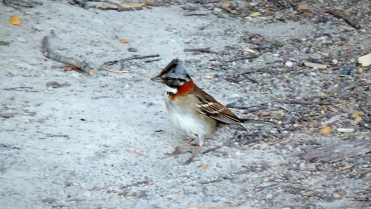 Rufous-collared Sparrow - ML110294061
