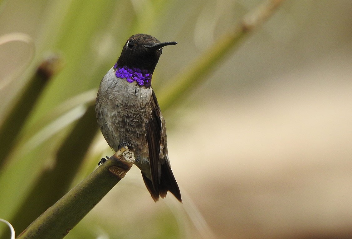 Black-chinned Hummingbird - ML110294101