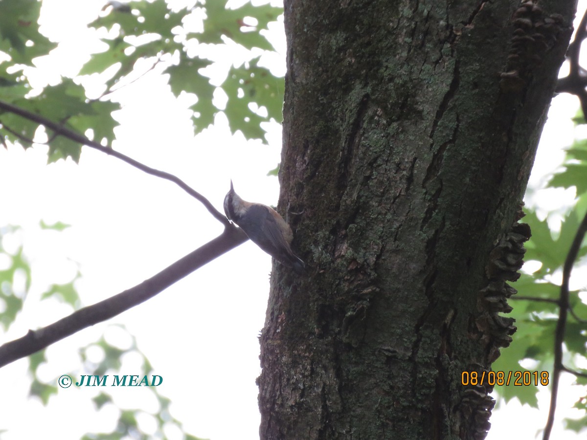 Red-breasted Nuthatch - ML110294141
