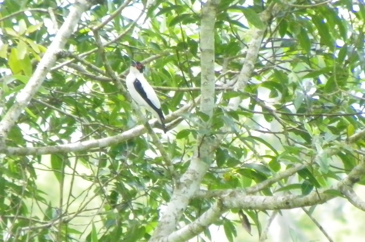 Black-tailed Tityra - Pedro Gauna