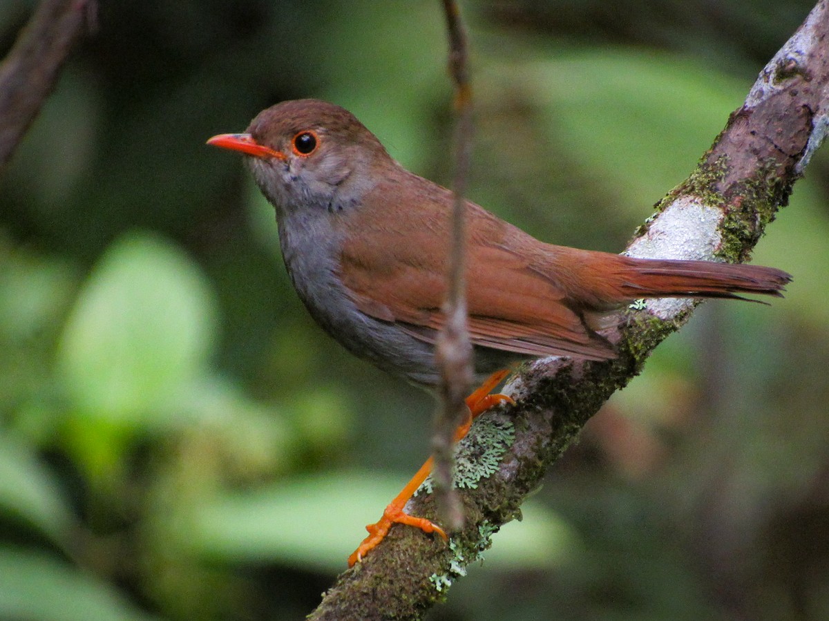 Orange-billed Nightingale-Thrush - ML110298131