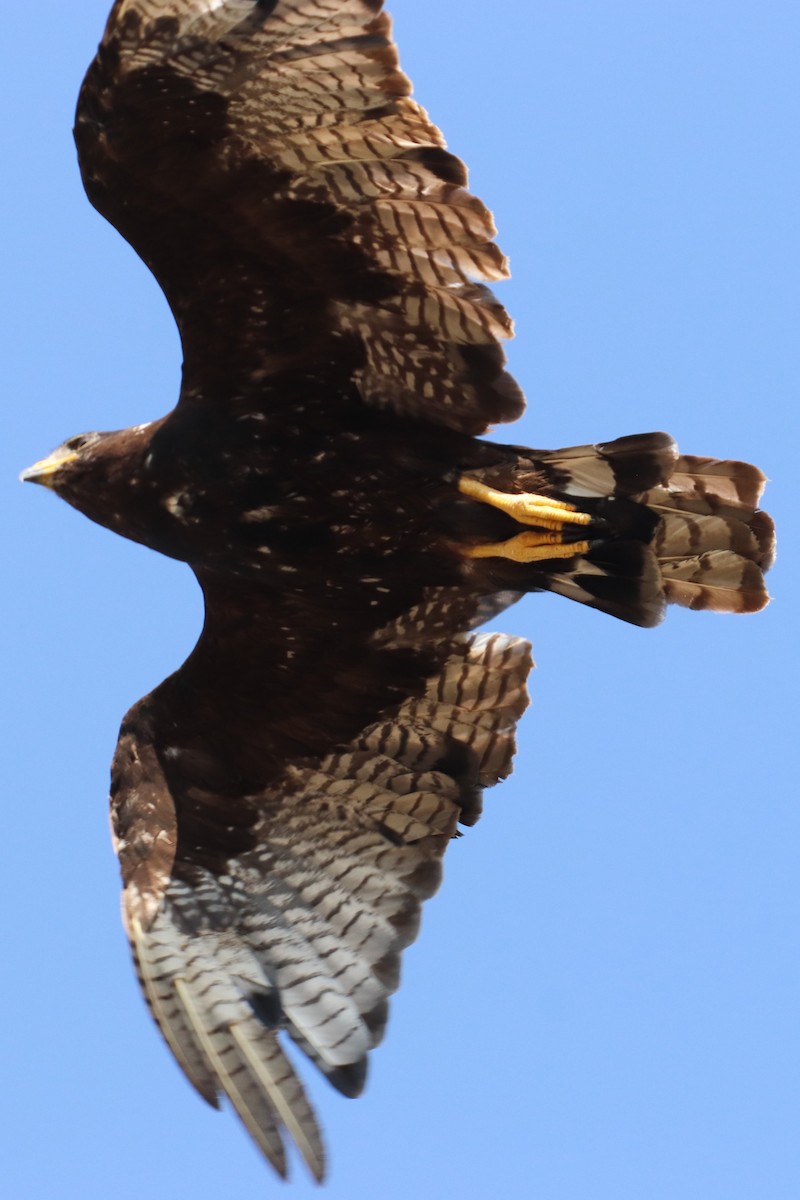 Zone-tailed Hawk - ML110298661