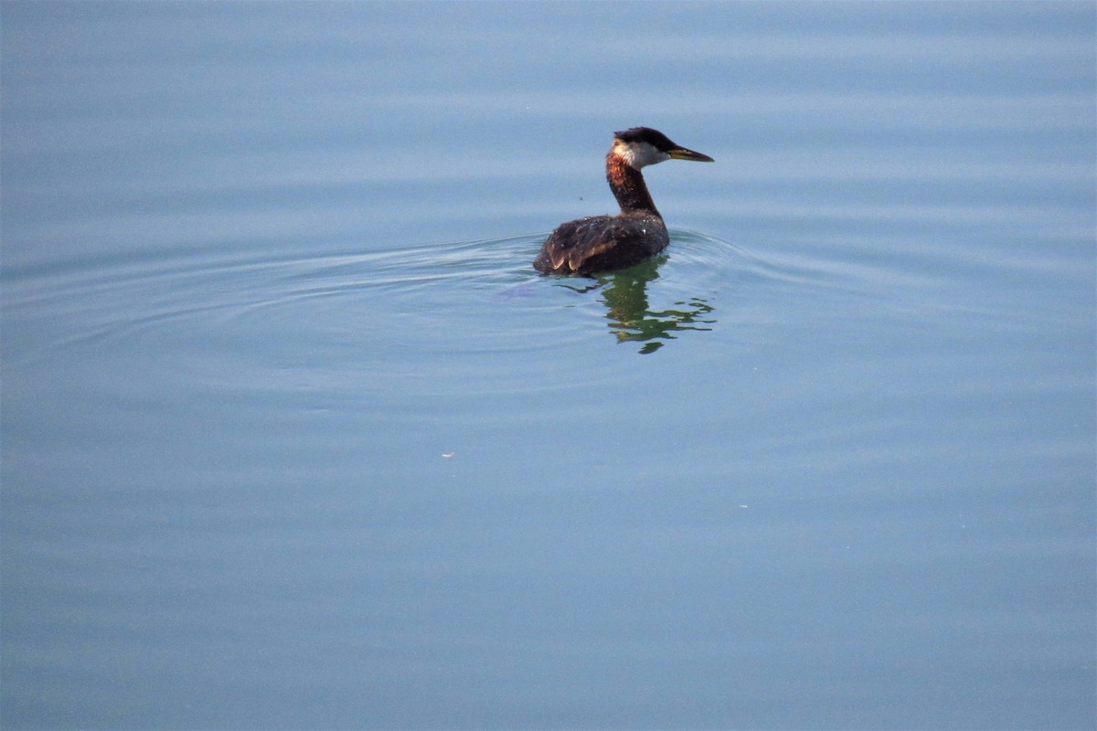 Red-necked Grebe - ML110299241