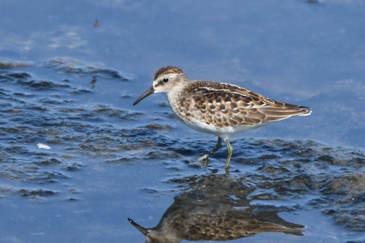 Least Sandpiper - MJ OnWhidbey