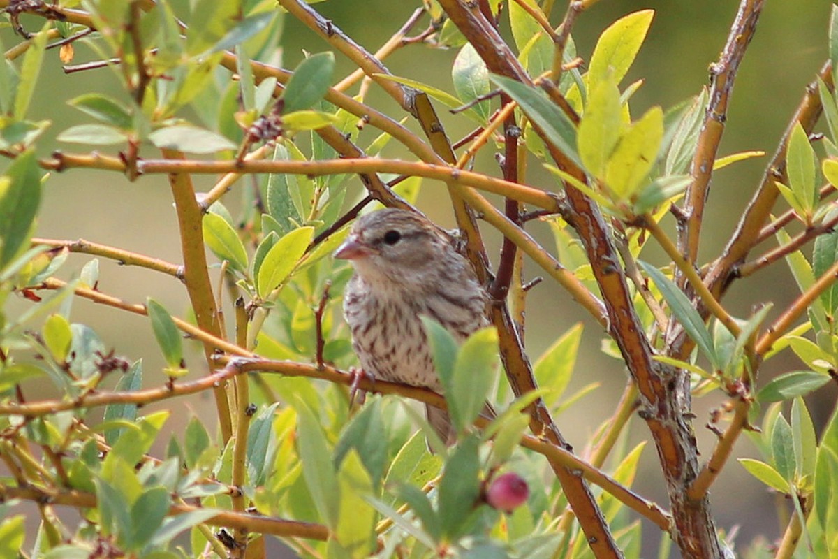 Chipping Sparrow - ML110300431