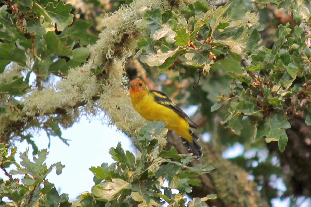 Western Tanager - ML110300441