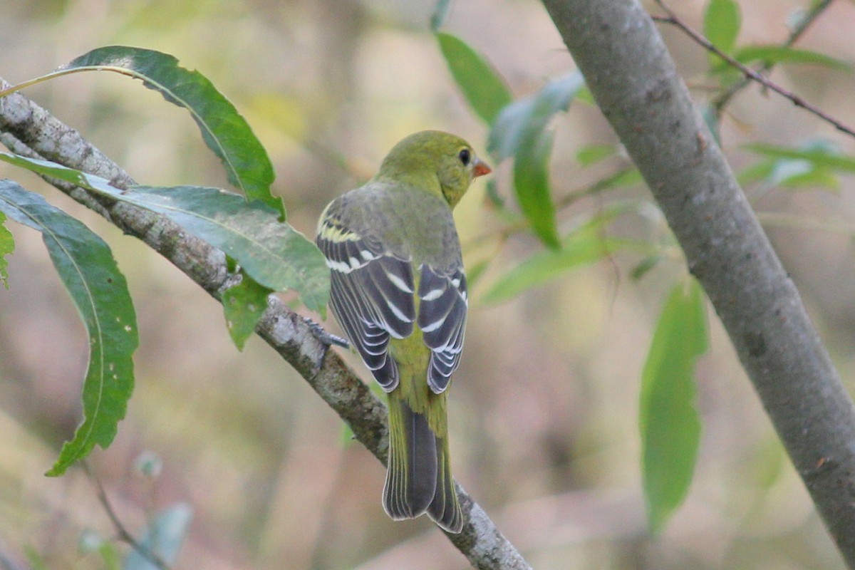 Western Tanager - ML110300471
