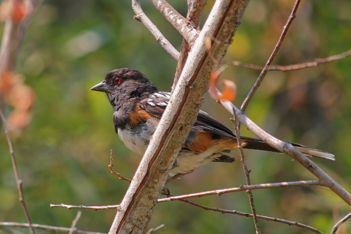 Spotted Towhee - ML110300551