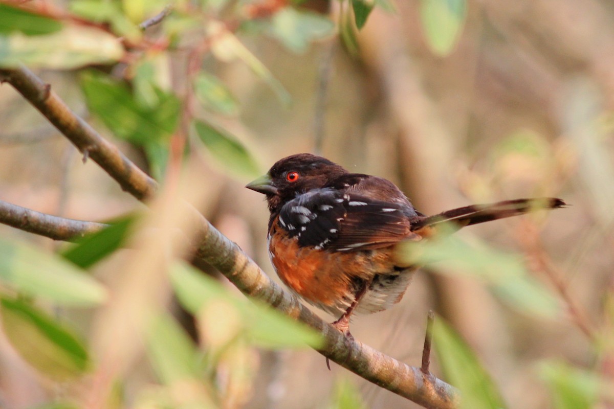 Spotted Towhee - ML110300561