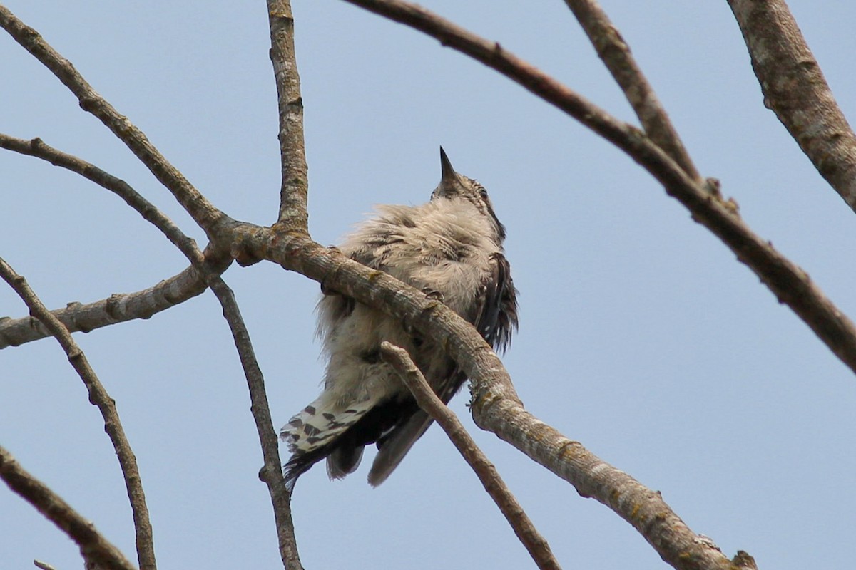 Downy Woodpecker - I'm Birding Right Now (Teresa & Miles Tuffli)