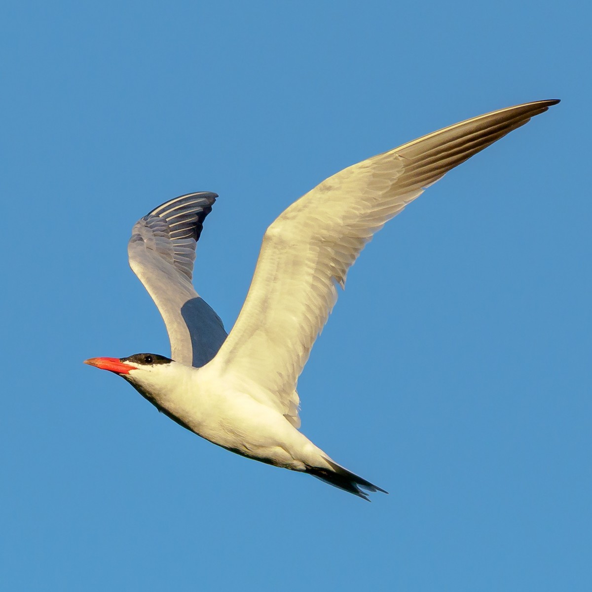 Caspian Tern - Greg Drawbaugh