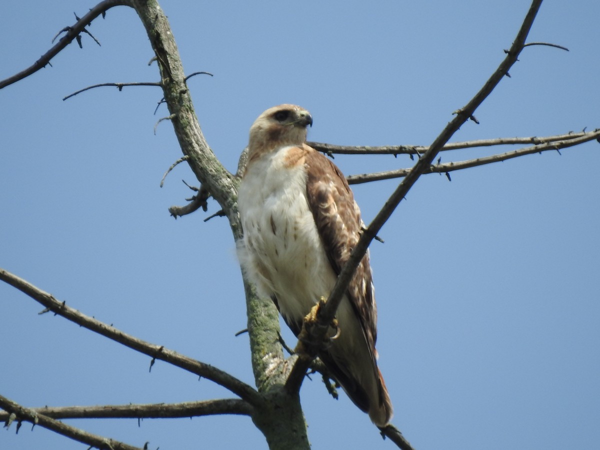 Red-tailed Hawk - Cynthia Norris