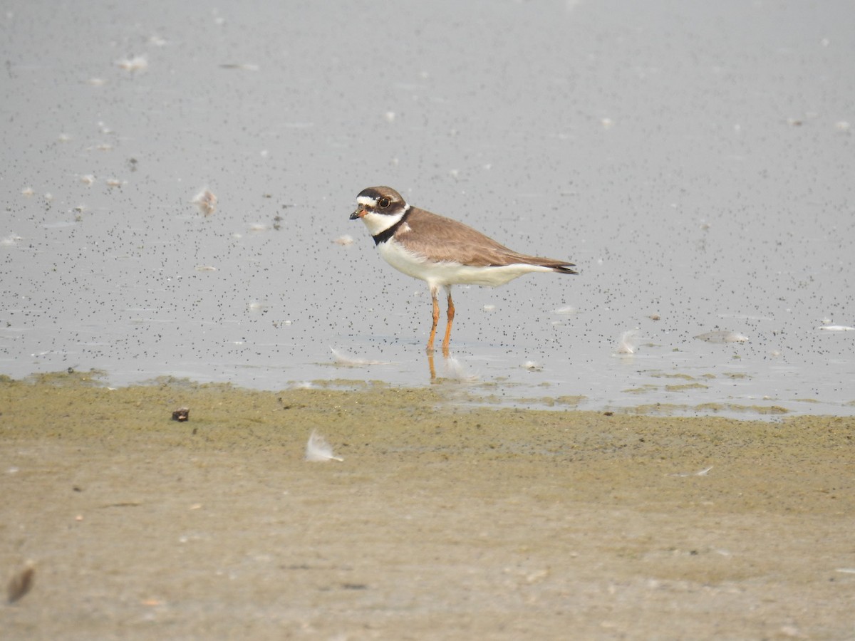 Semipalmated Plover - ML110304171