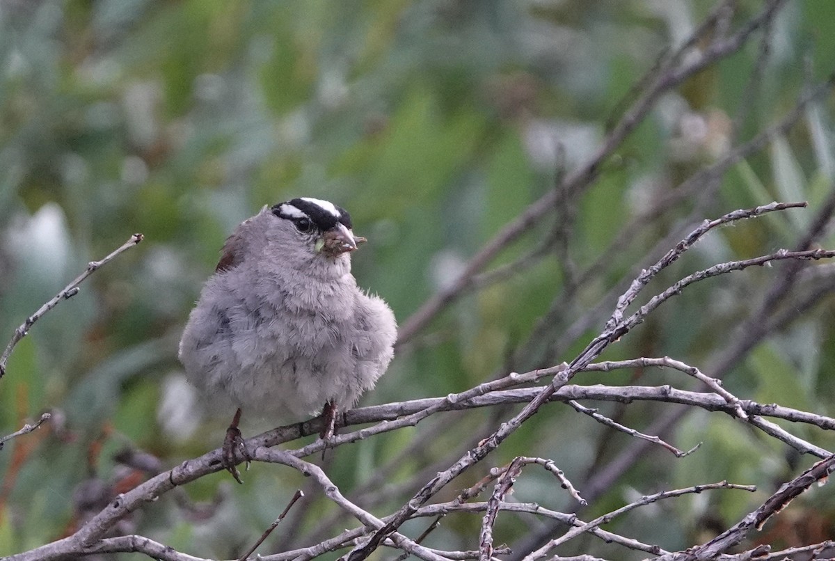 White-crowned Sparrow - Scott Stafford