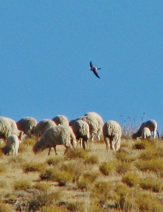 Andean Swift - ML110312901